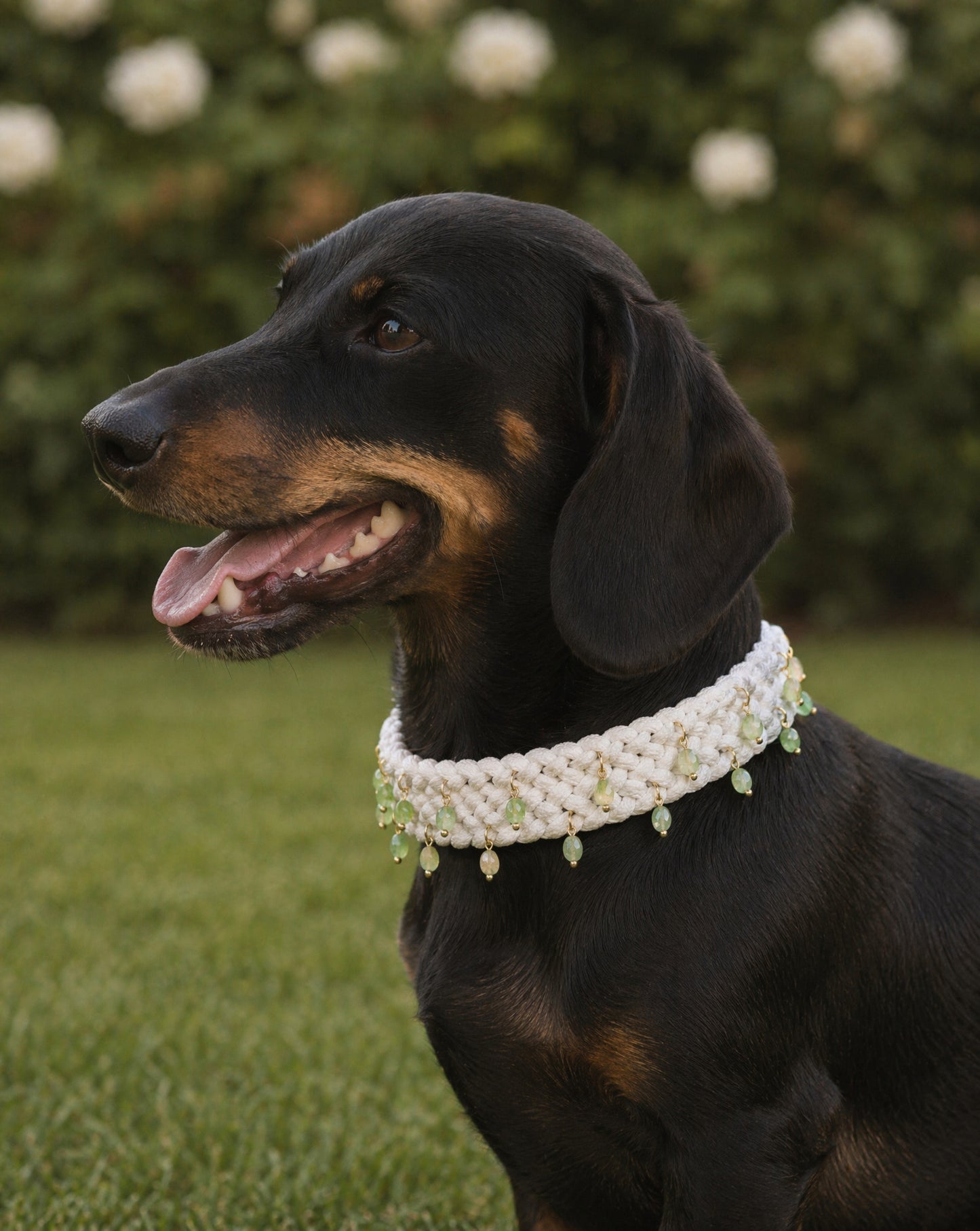 Le Collier Pistache