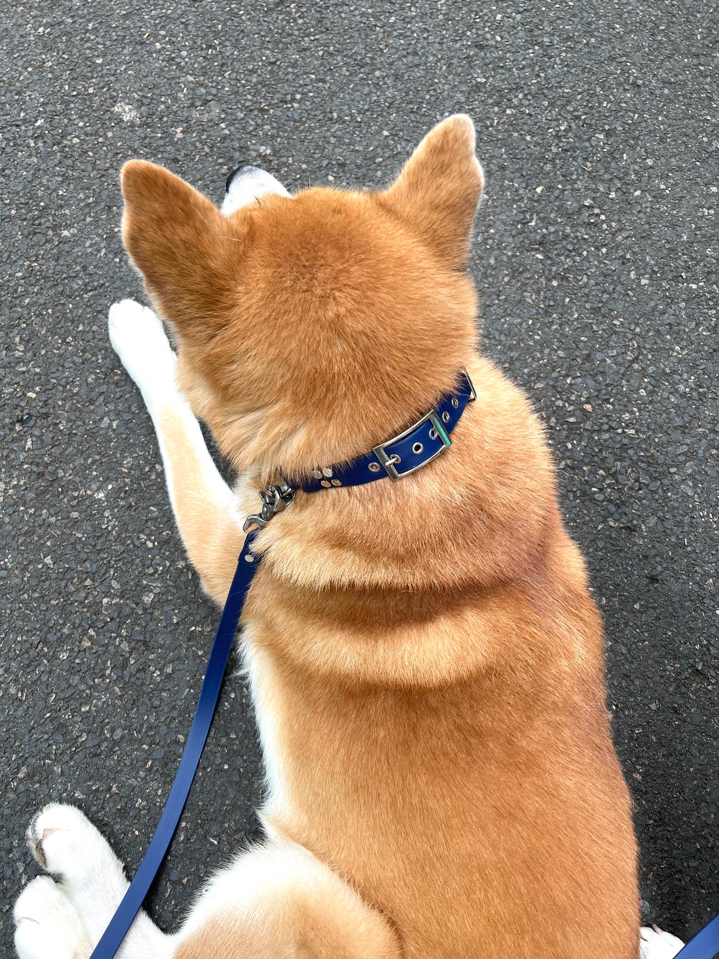 Le Collier St-Germain Classique