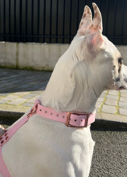 Le harnais St-Germain Rose Gold