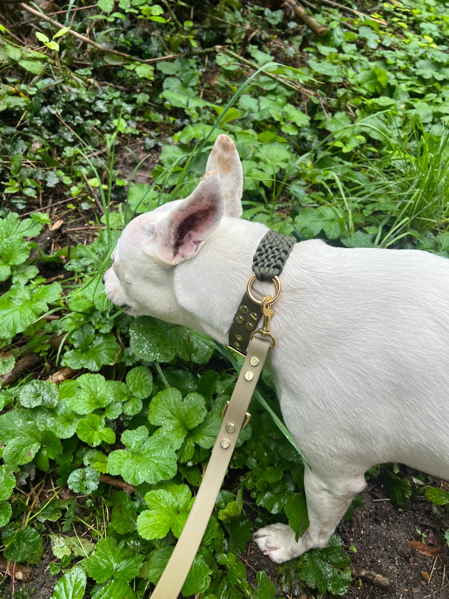 Le collier St-Germain Tressé