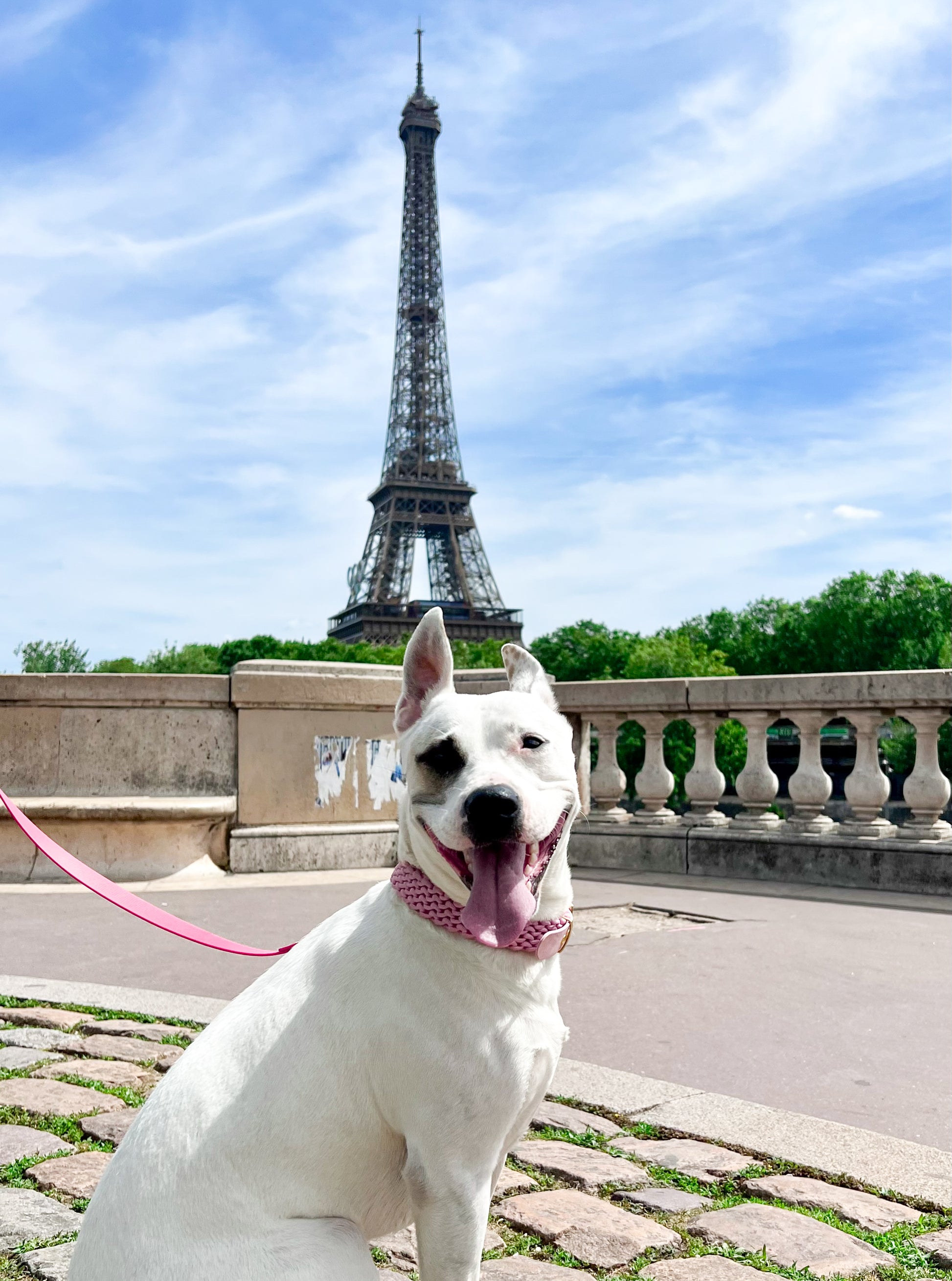 dog collar waterproof handmade in biothane and braided paracorde, colliers pour chien