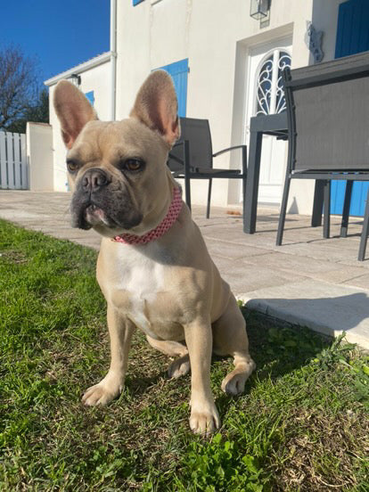 Le collier St-Germain Tressé