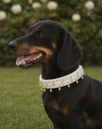 Le Collier Pistache