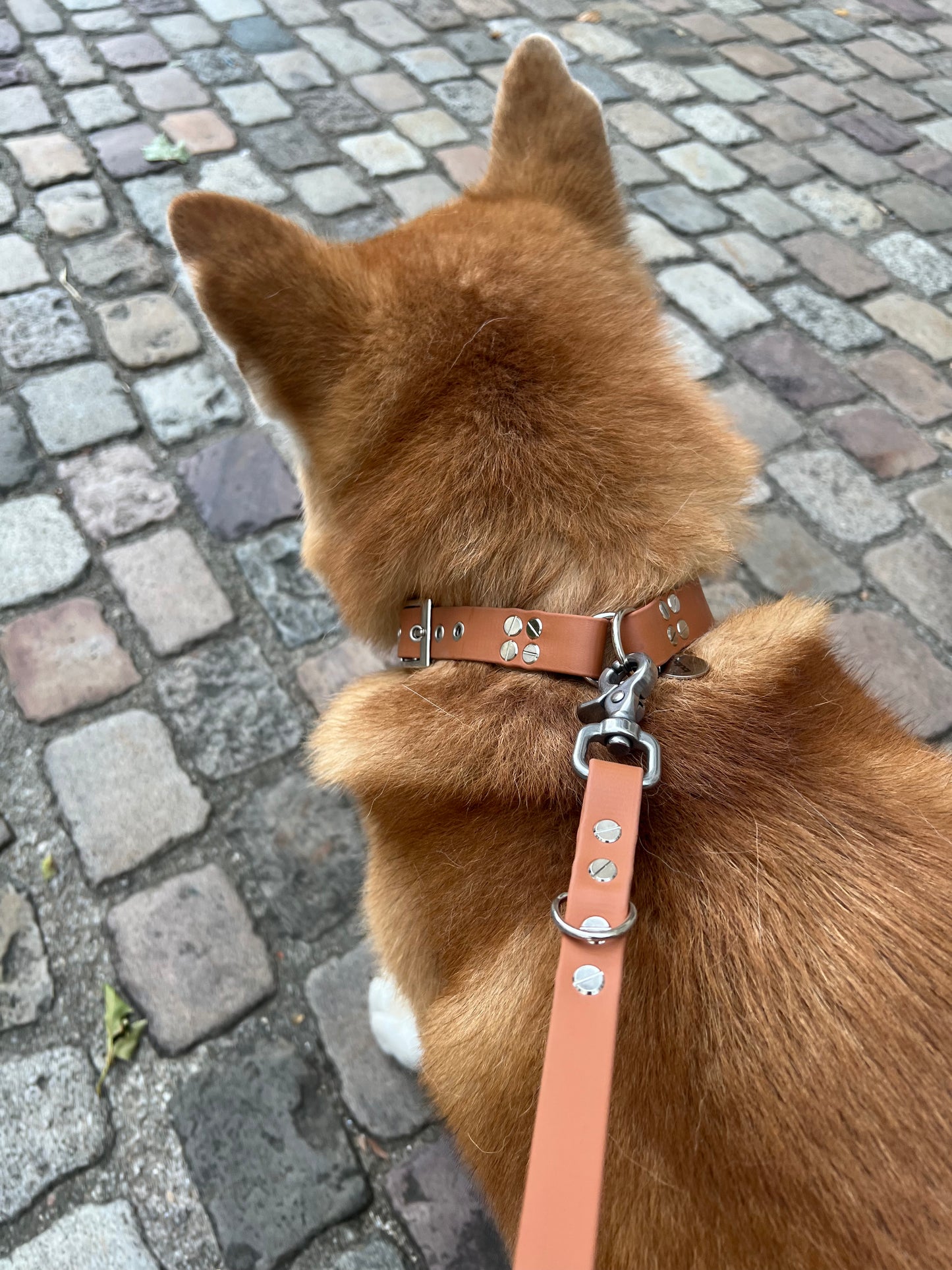 Le Collier St-Germain Classique