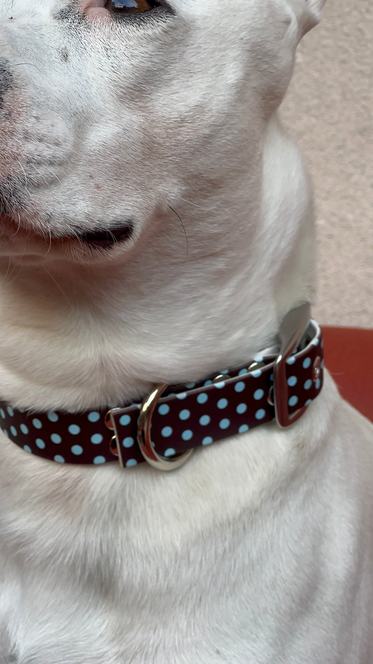 Le Collier Polka - Cookie (Précommande)
