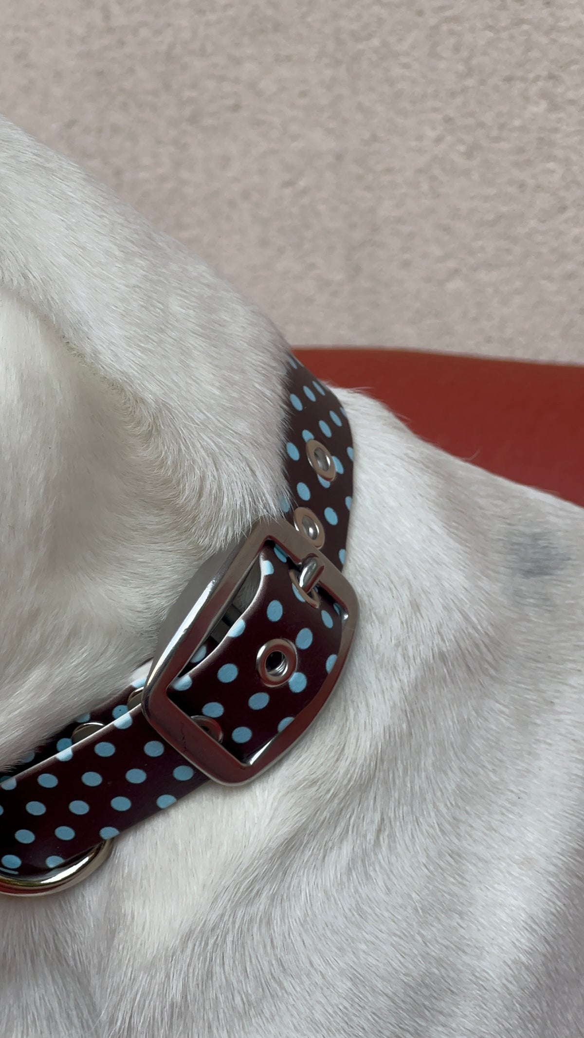 Le Collier Polka - Cookie (Précommande)