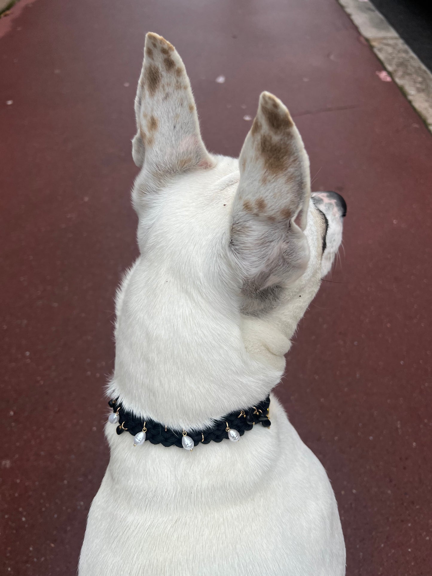 Le Collier Coco