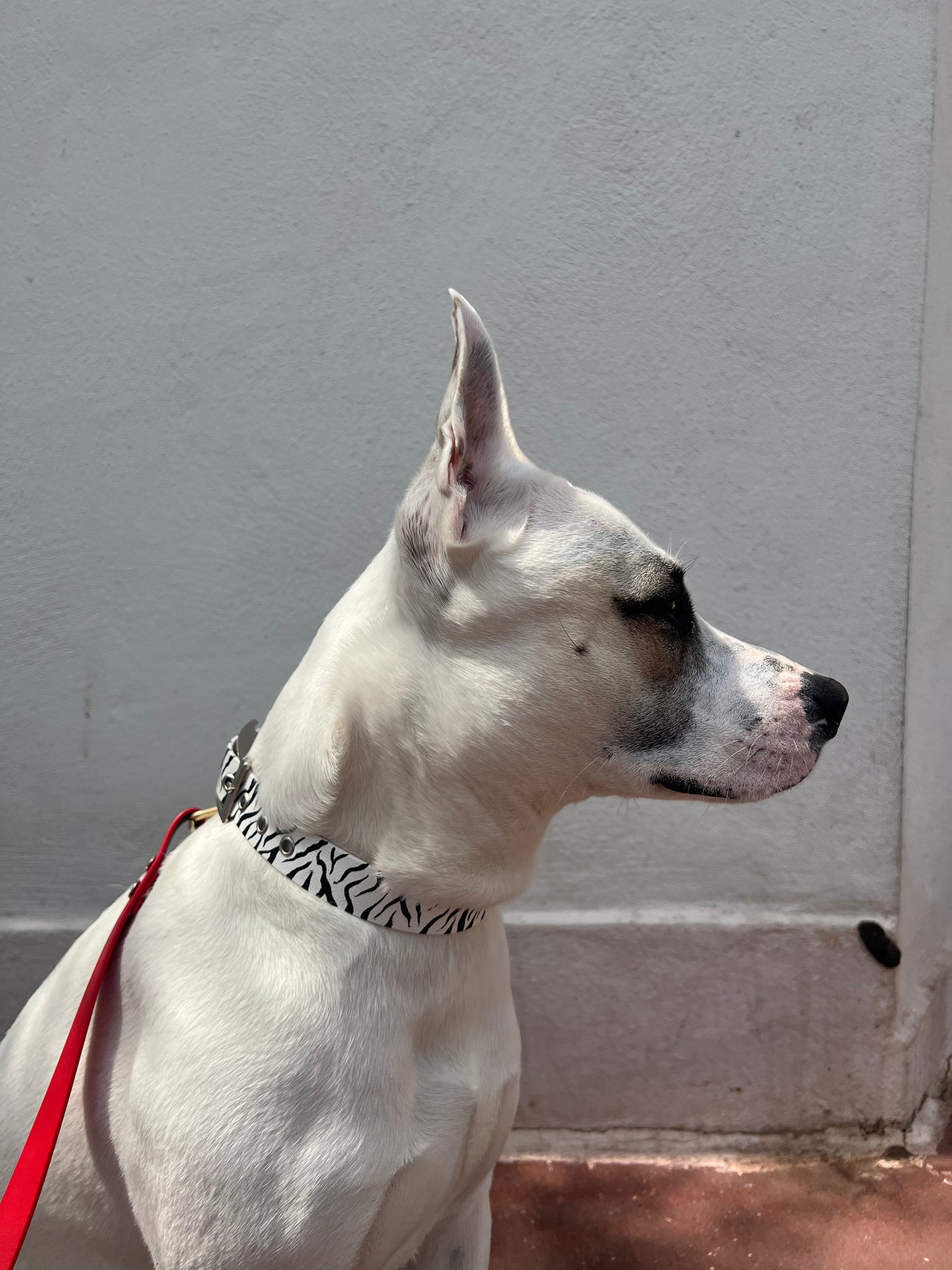 Le collier Marty