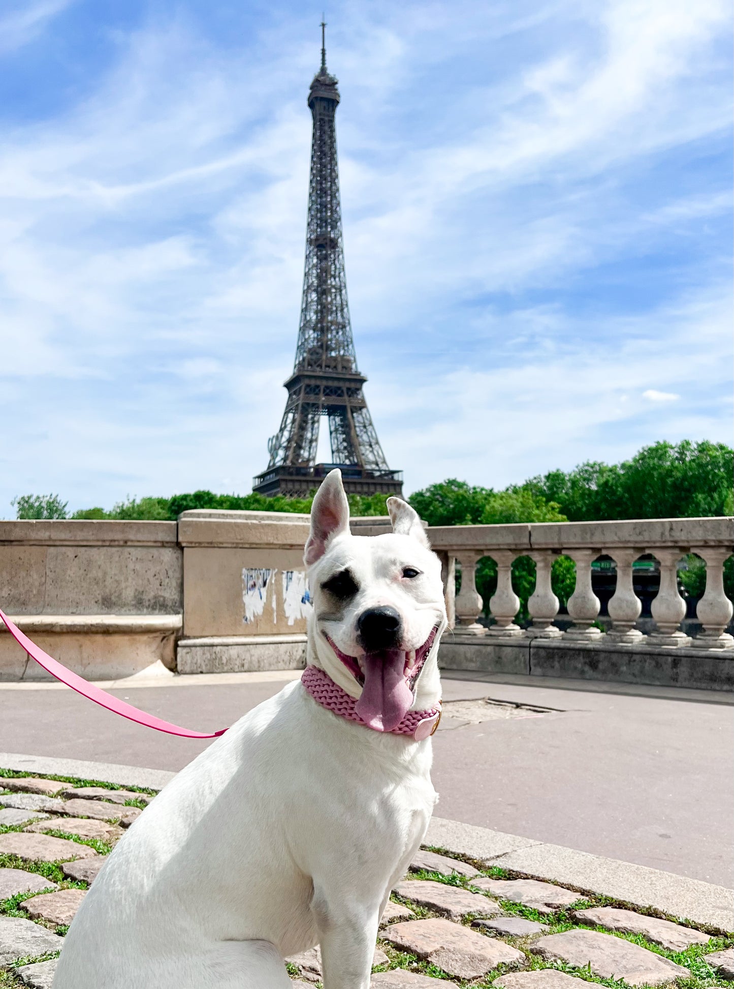 dog collar waterproof handmade in biothane and braided paracorde, colliers pour chien 