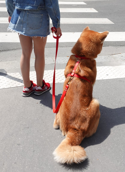 dog harness waterproof handmade in biothane, harnais pour chien 