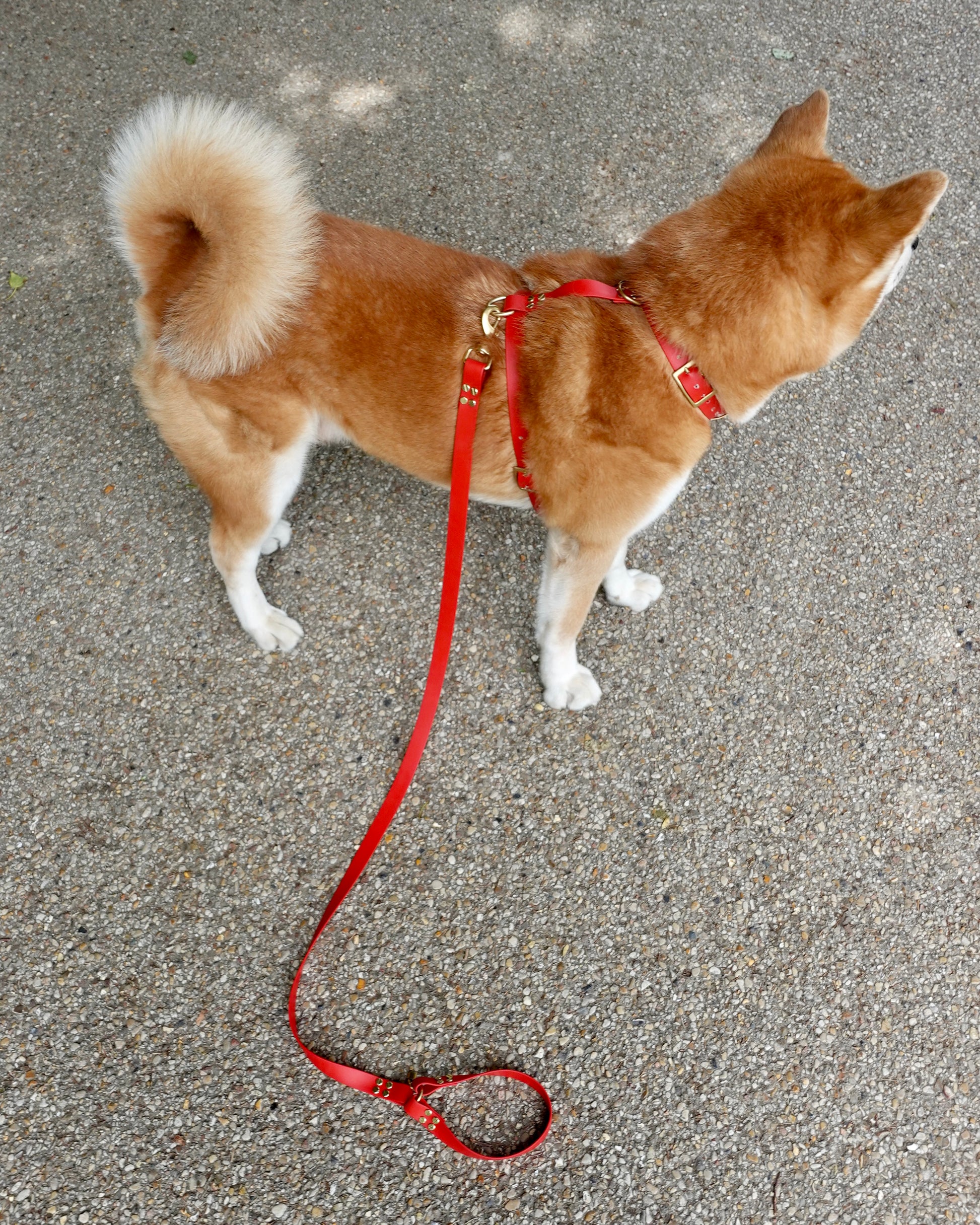 dog leash in biothane. harness Waterproof leash, vegan leather laisse pour chien handmade in France