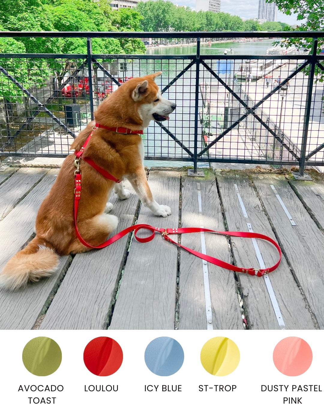 dog harness waterproof handmade in biothane, harnais pour chien 
