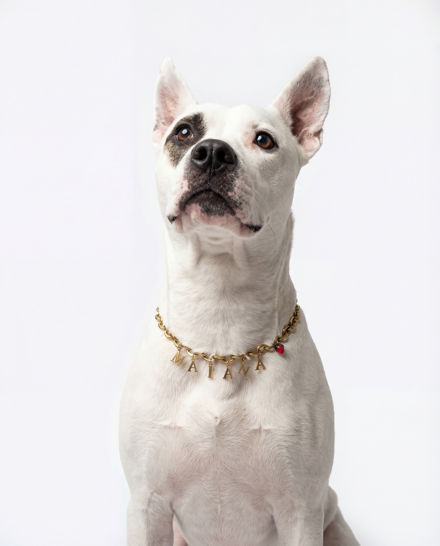 La Chaîne Signature - Personnalisée