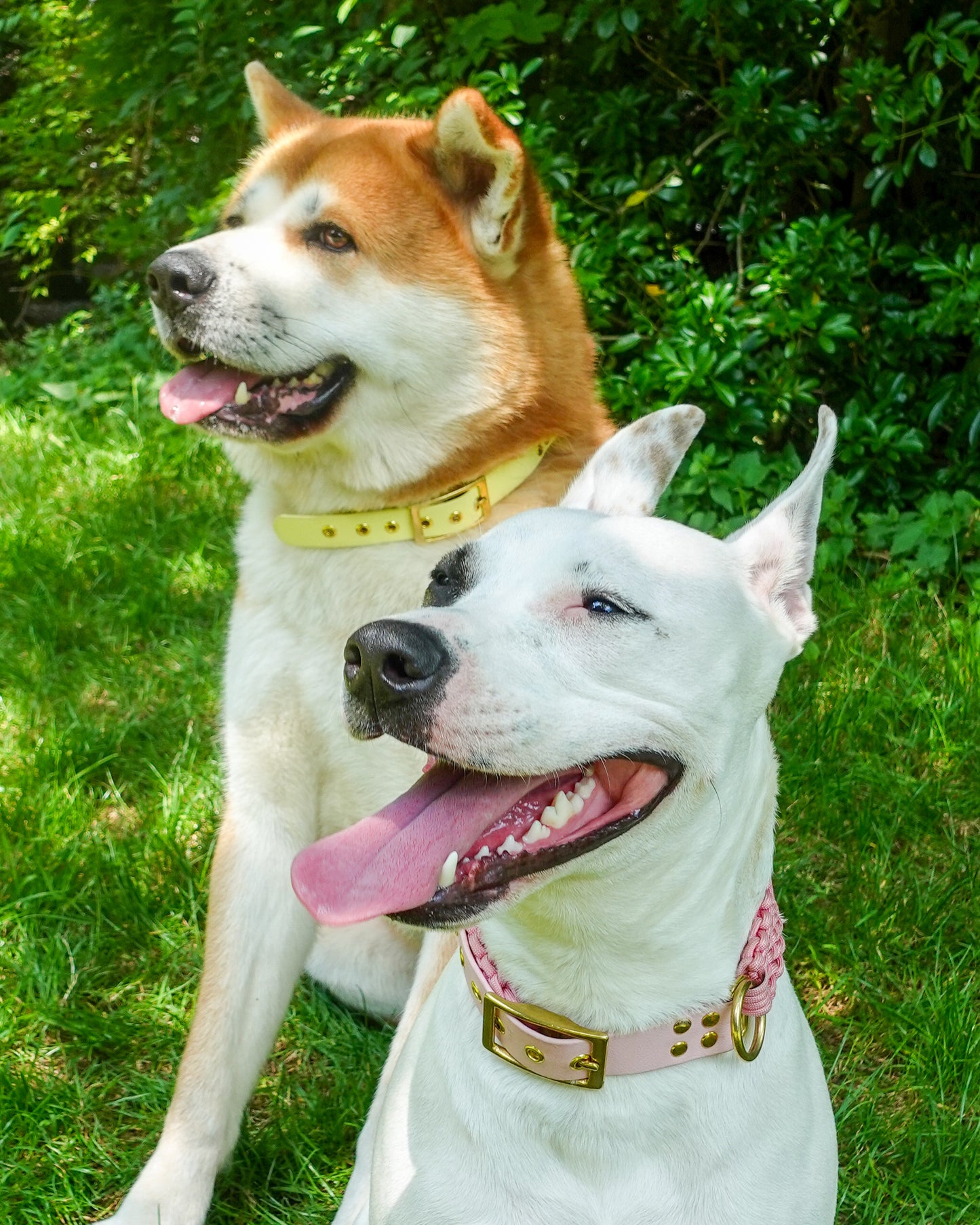 dog collar waterproof handmade in biothane and braided paracorde, colliers pour chien 