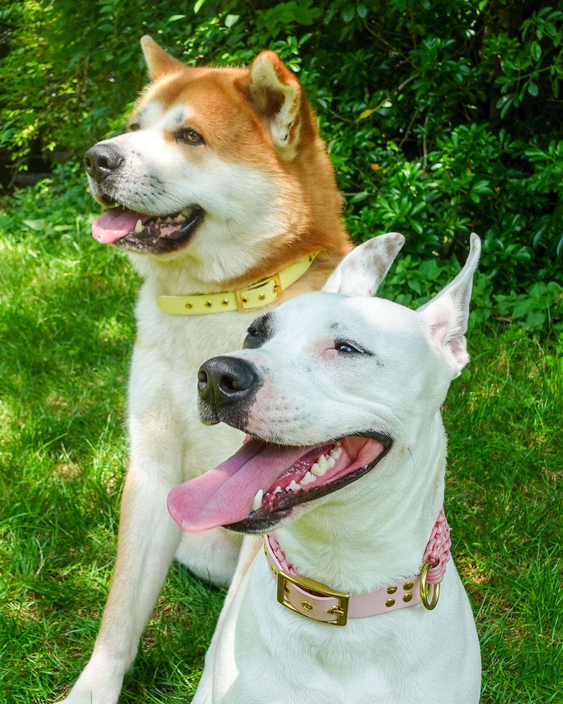dog collar waterproof handmade in biothane and braided paracorde, colliers pour chien 