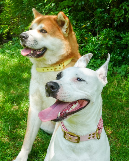 dog collar waterproof handmade in biothane and braided paracorde, colliers pour chien 