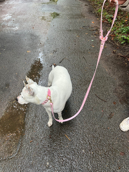 dog leash in biothane. harness Waterproof leash, vegan leather laisse pour chien handmade in France 