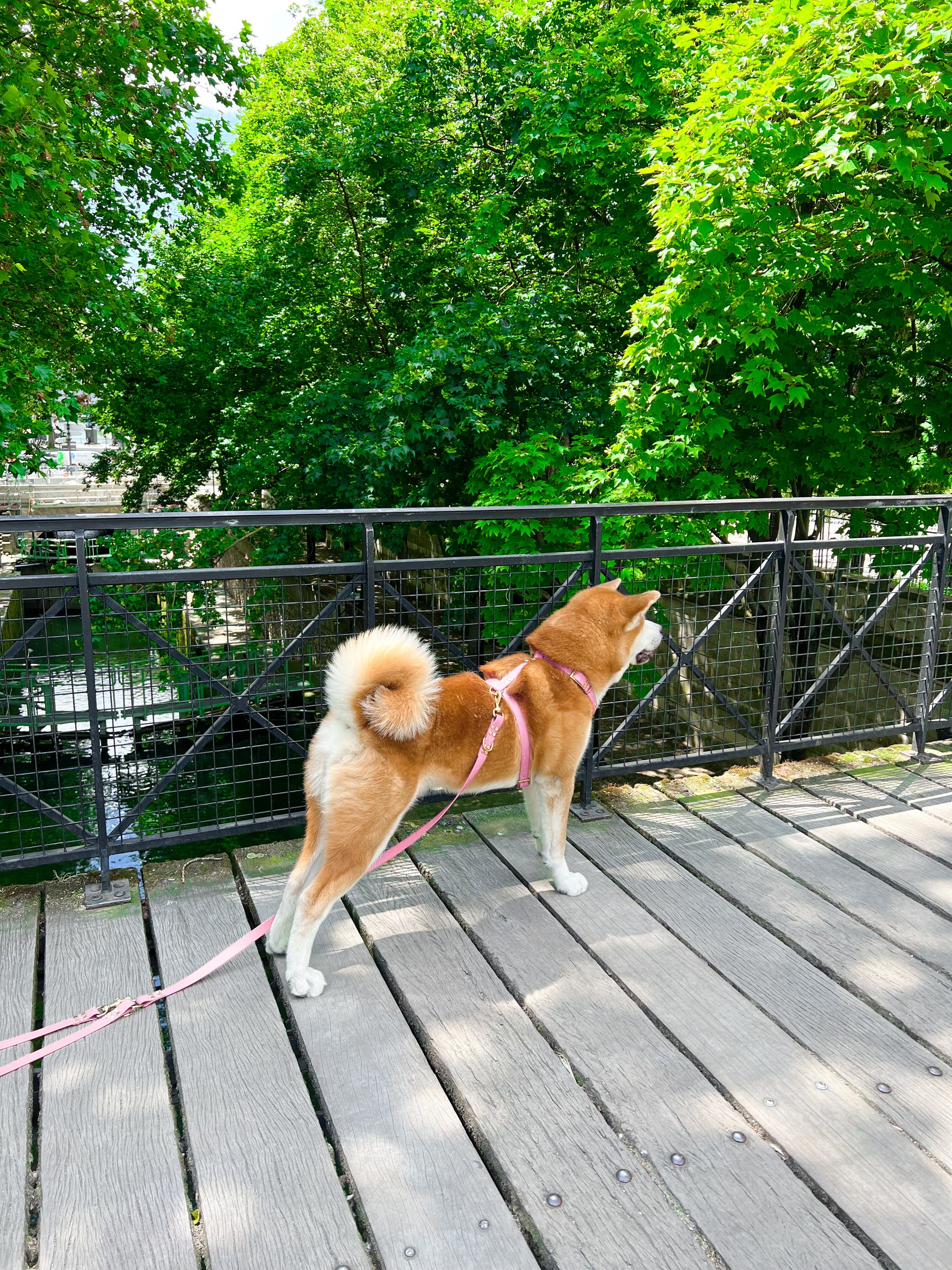 dog harness waterproof handmade in biothane, harnais pour chien 